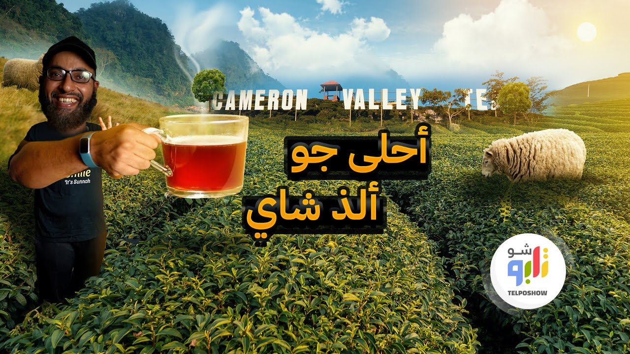 طريقة زراعة الشاي وتجفيفه  ... مزارع مرتفعات الكاميرون
