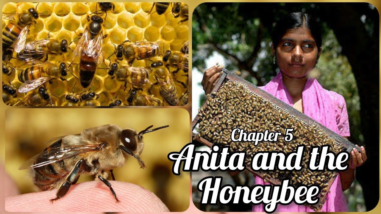 The Honeybee - Class 4 EVS, ch.5: Anita and the Honeybees.