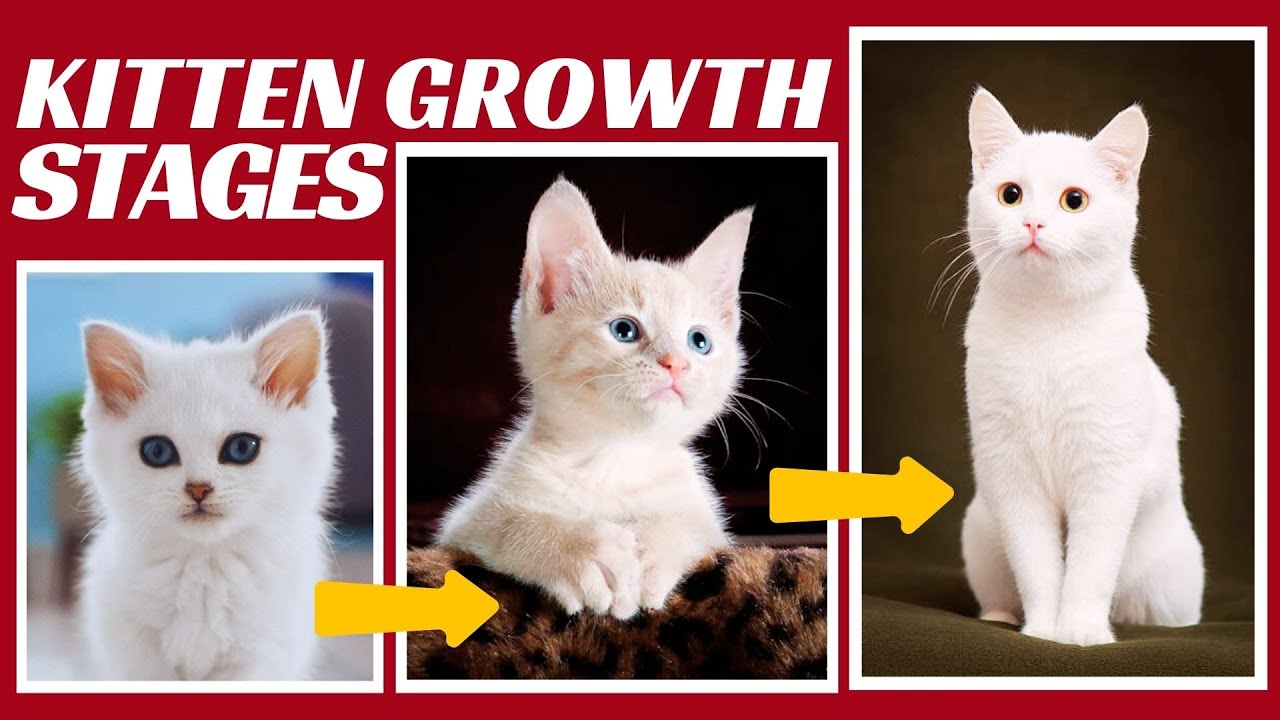 Kitten Development Stages and Milestones