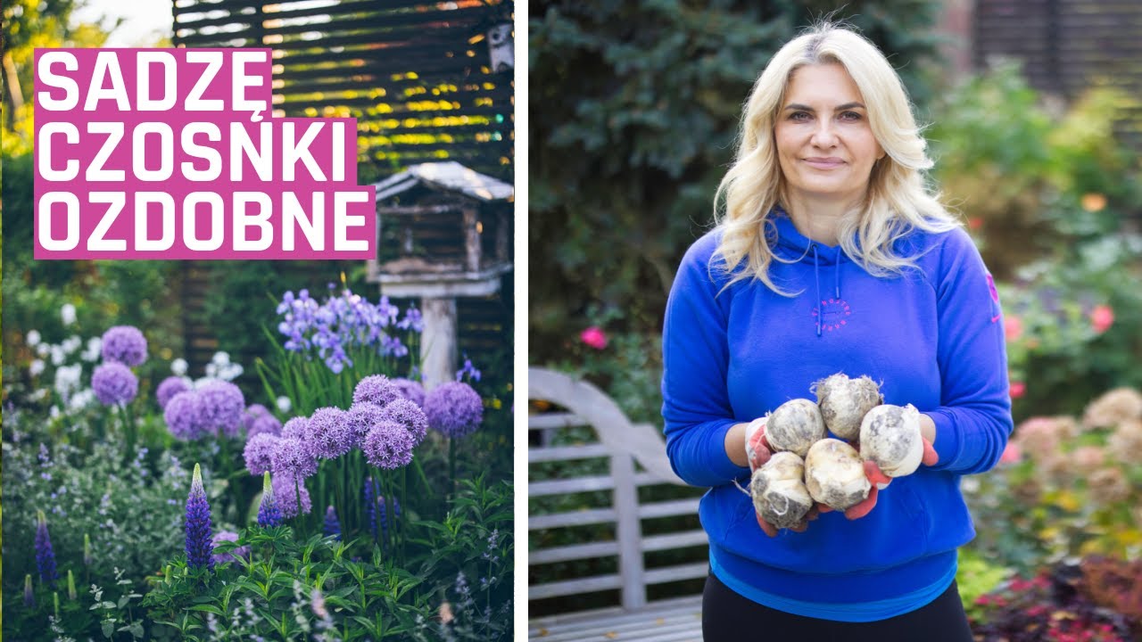 Sadzę czosnki ozdobne i hiacynty - jesienne prace w ogrodzie