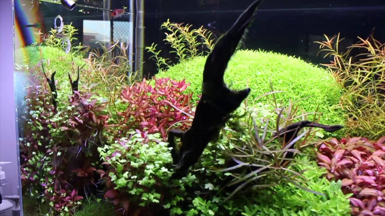 CADE River CB600-1 Dutch Style Aquascape