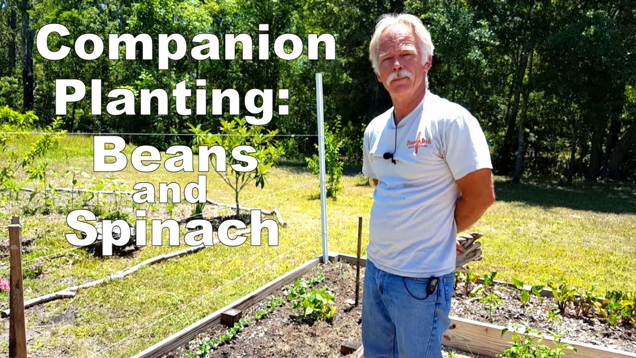 Companion Planting: Beans and Spinach
