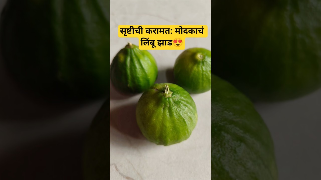 सृष्टीची करामत: मोदकाचं लिंबू झाड😍 #viral #ganpatibappamorya #ganpati #youtubeshorts #bappa #swami
