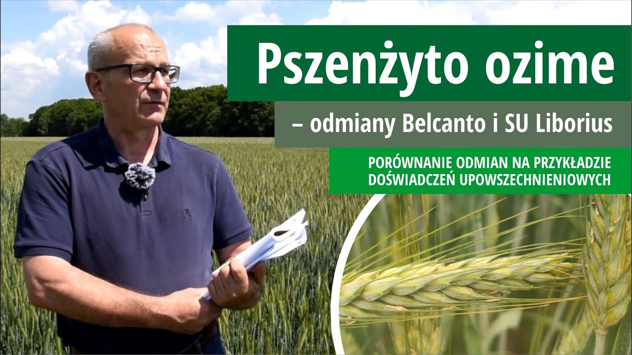 Pszenżyto ozime &ndash; odmiany Belcanto i SU Liborius &ndash; por&oacute;wnanie i prezentacja dw&oacute;ch odmian