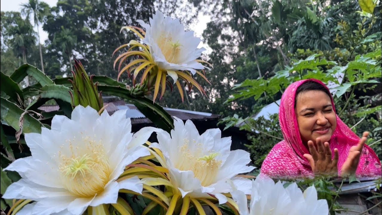বাংলাদেশের সব চাইতে বেশি ড্রাগন ফুল ফুটেছে আজ | #dragonfruit 