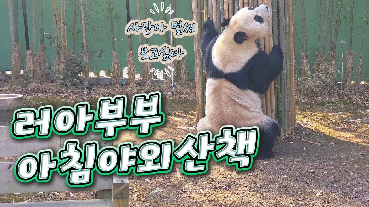 현장영상 🎦러아부부 아침야외산책 | 버림받는 대나무들🎦 💕🐼러바오🐼아이바오💕 🗓20260316