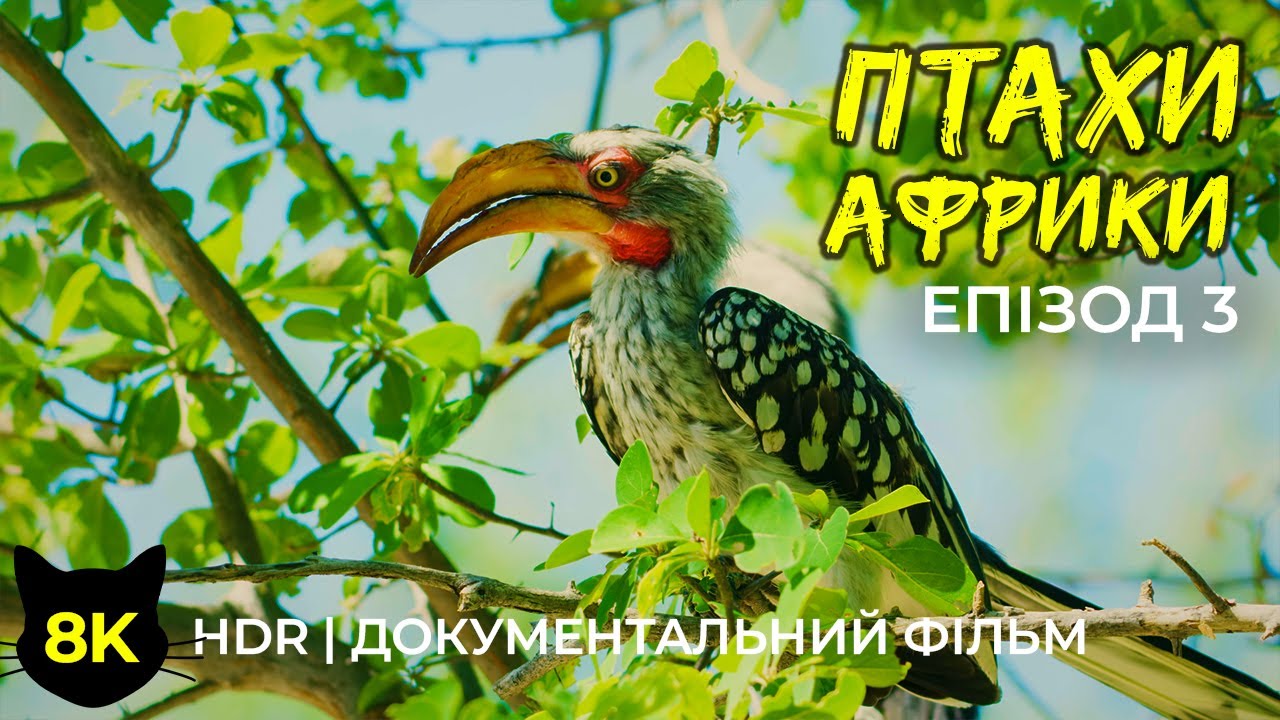 Дивовижні птахи Африки - 8K HDR Документальний фільм про дику природу - Частина 3