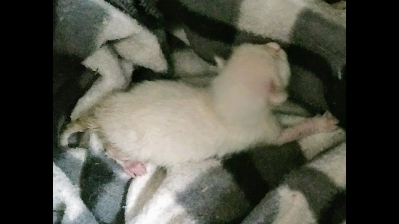 Tofu, gatinho recém nascido resgatado, estava jogado na calçada