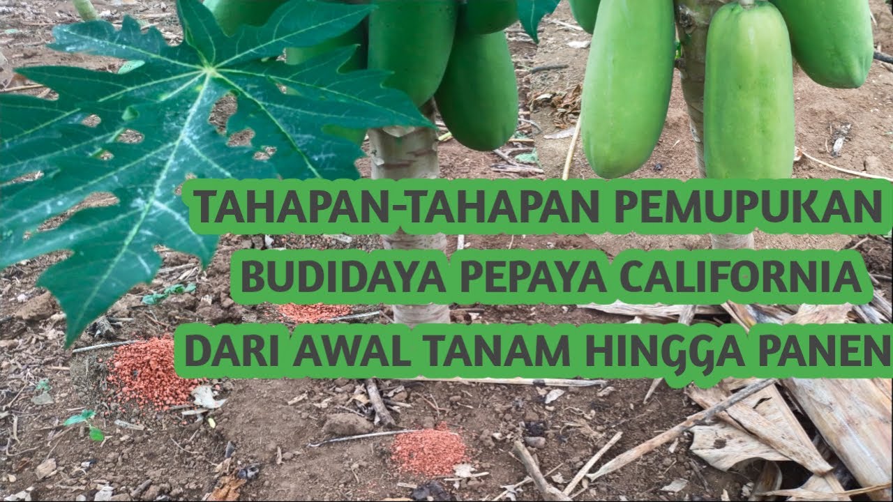 TAHAPAN-TAHAPAN PEMUPUKAN BUDIDAYA PEPAYA CALIFORNIA DARI AWAL TANAM HINGGA PANEN AGAR BERBUAH LEBAT