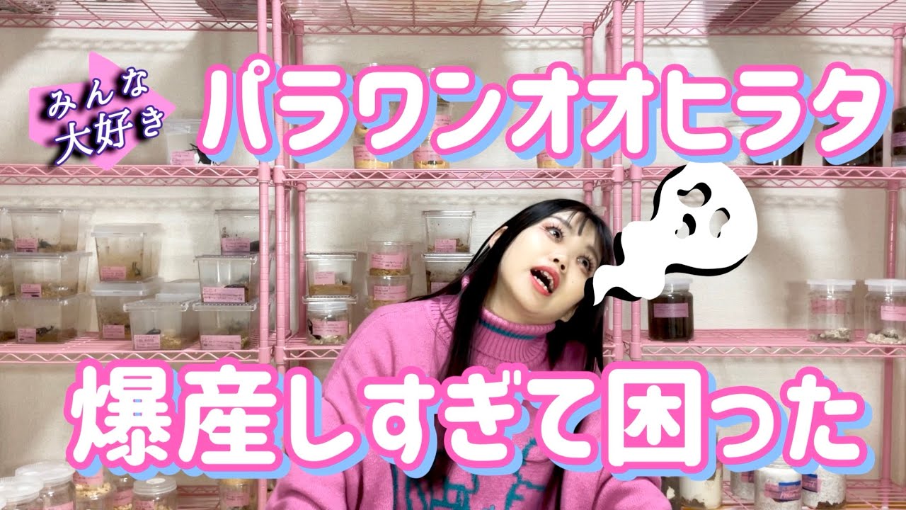 【世界最大】パラワンオオヒラタクワガタの産卵セット割り出しをしたよ！
