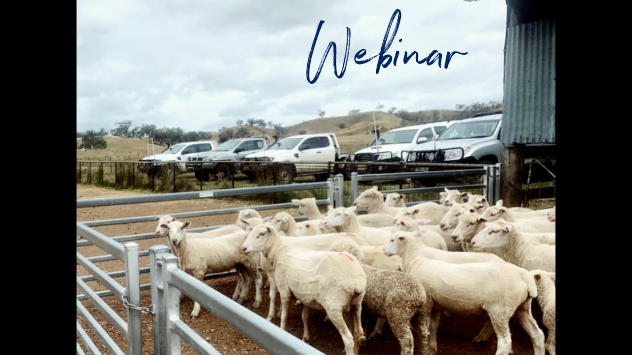 How can genetics influence the future productivity of the sheep industry?