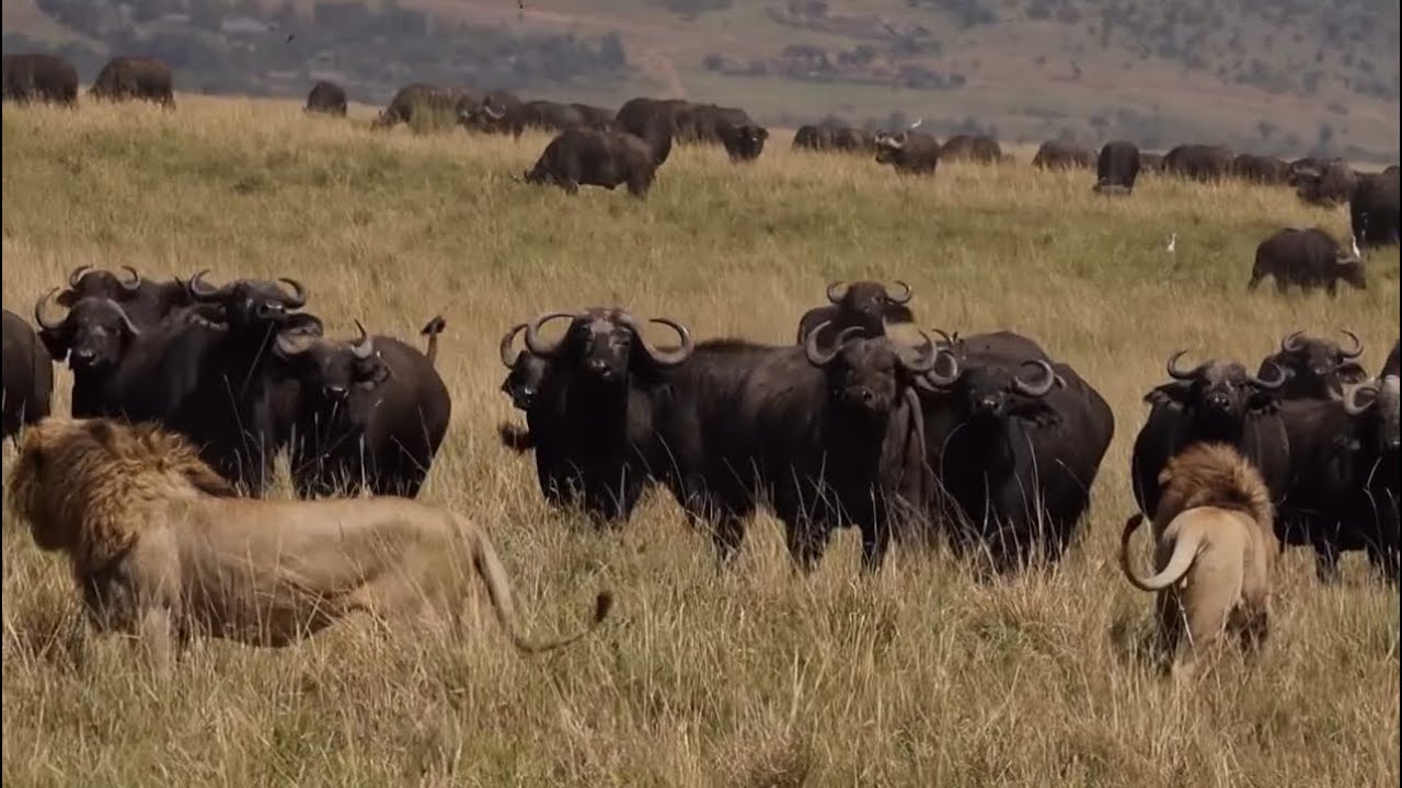 4 male lions vs buffaloes herd attack video 