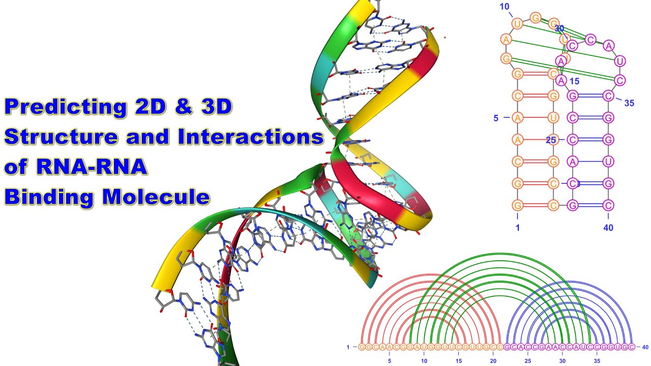 Predicting 2D & 3D Structure and Interactions of RNA-RNA Binding Molecule #bioinformatics #molecule