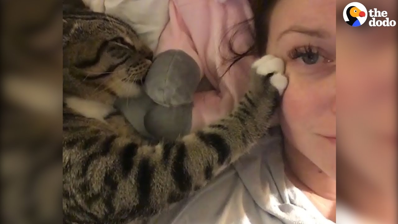 Cat Kneading Is So Satisfying | The Dodo