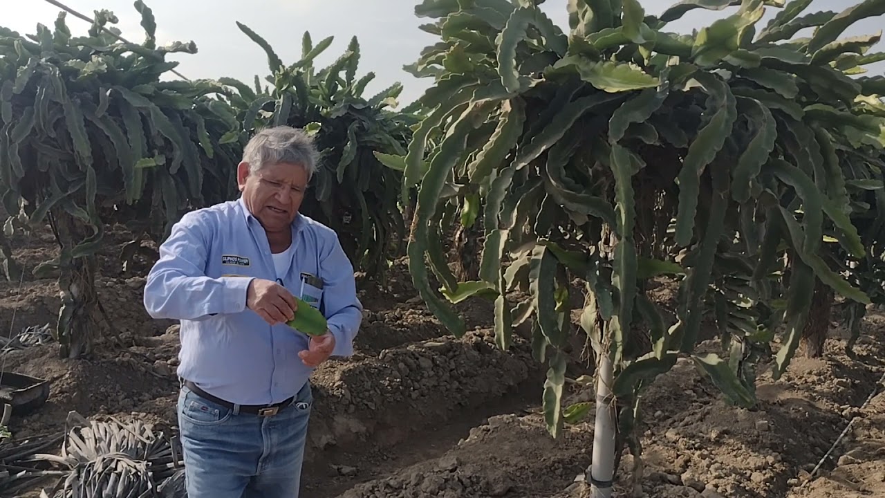 PLANTAS MADRES PARA SELECCION DE ESQUEJES DE PITAHAYA