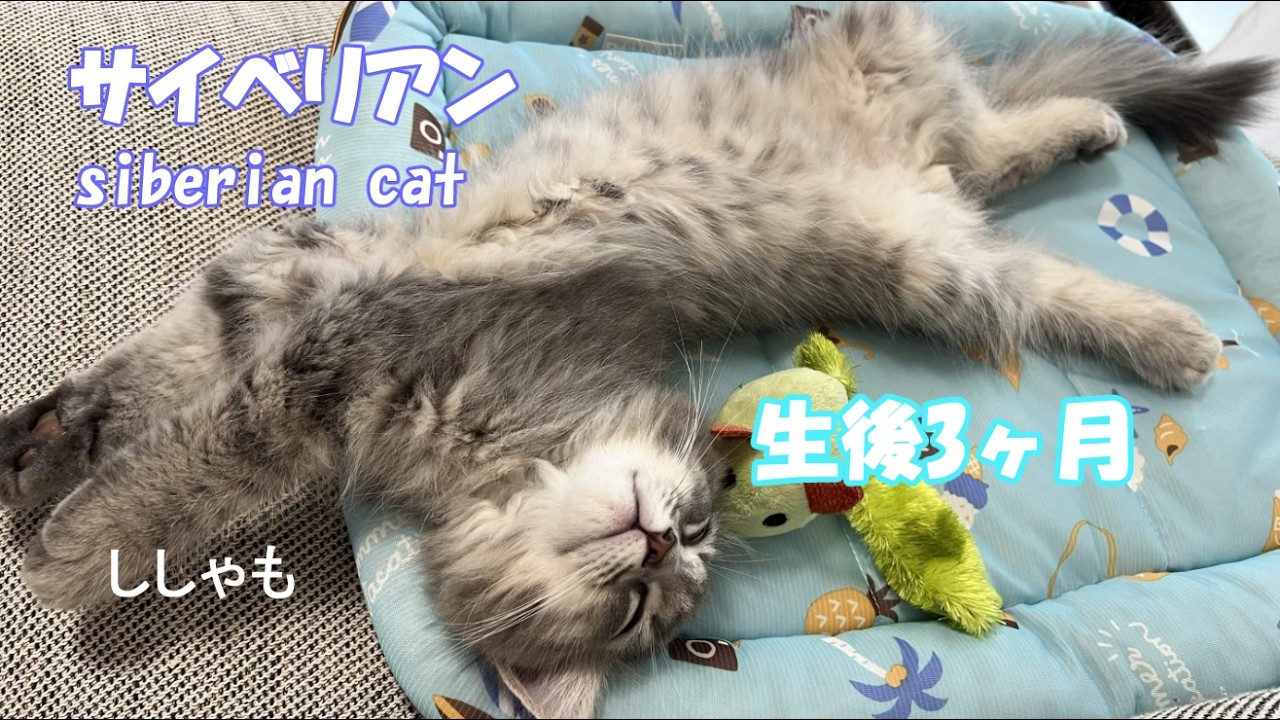 サイベリアン♂灰猫ししゃも茶猫あさり生後3ヶ月Siberian cat