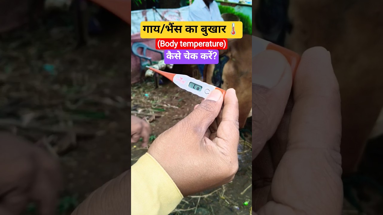 How to Check the Body Temperature of a Cow/Buffalo for Fever?#cow