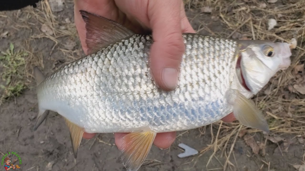 Пошла ТАРАНЬ. Попал на Весенний ЖОР Плотвы. Рыбалка на Днестре.