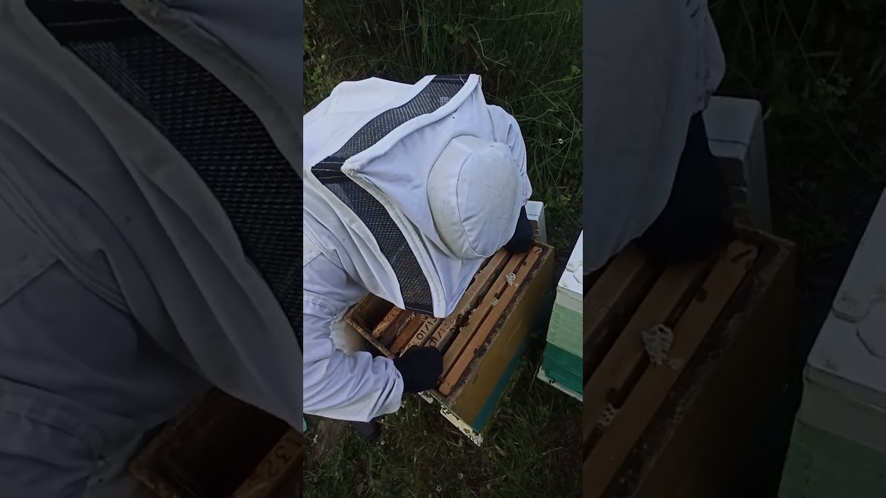 Πρώτος τρύγος στα έλατα 15/6/2025