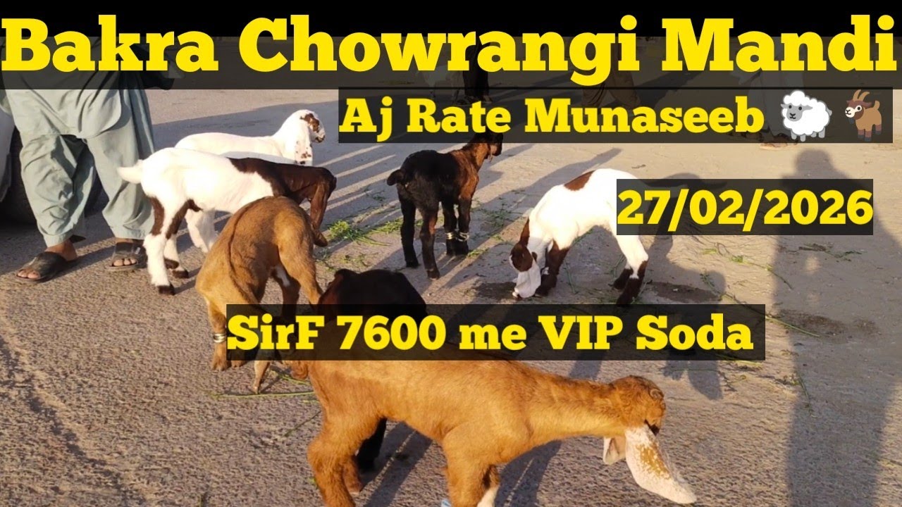 SirF 7600 Me😱 Bakra Chowrangi Mandi latest update Karachi ||27 February 2026||Aj Rate VIP 🐐🐏