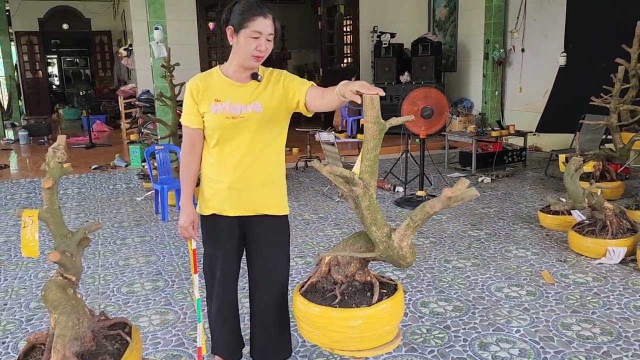14/3 chị Khen 0366179776 phôi bonsai dáng đế đẹp hoành to giá nhỏ