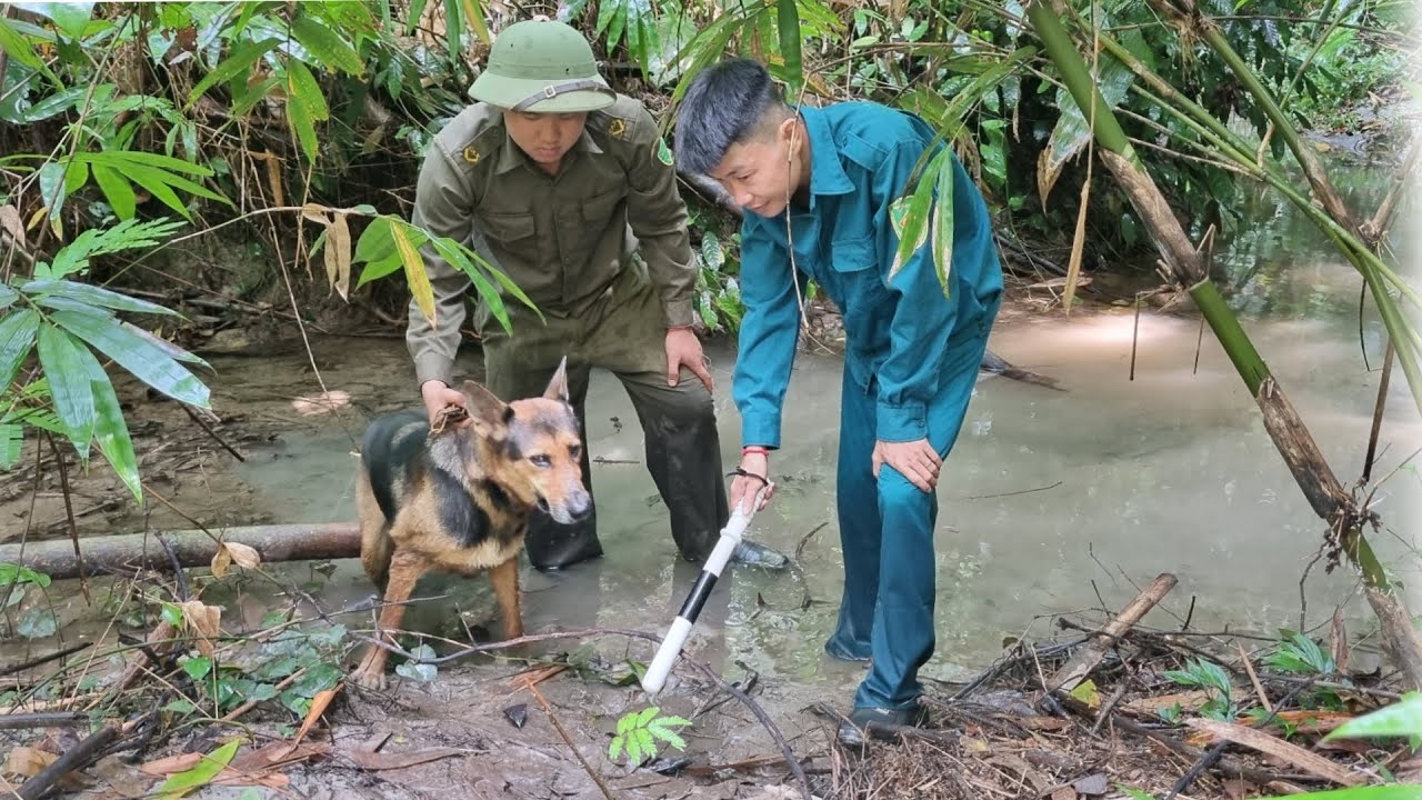 Police used sniffer dogs to chase Thai and found out where Thai was hiding.