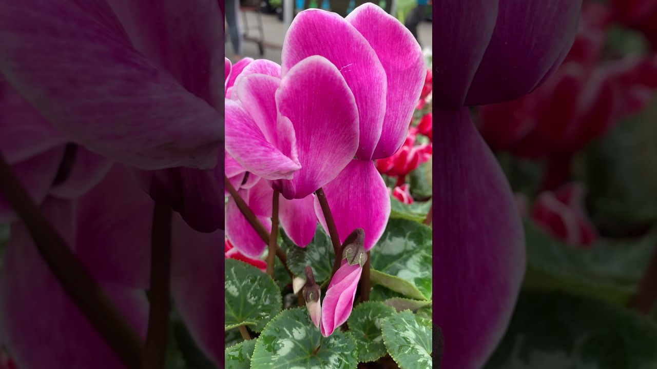 #Shorts | Amazing Cyclamen Latinia Success Plant