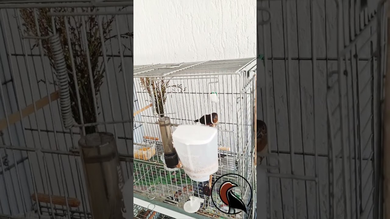 Ser&aacute; que vai pedir gala? #avinhado #passaros #cdn #aves #curio #passarinho