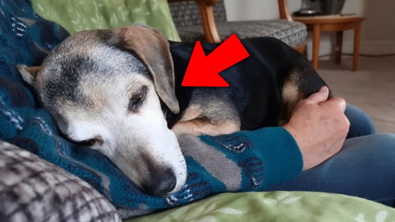Le refuge m’a averti de ne pas adopter ce chien — ce qu’il a fait m’a brisé
