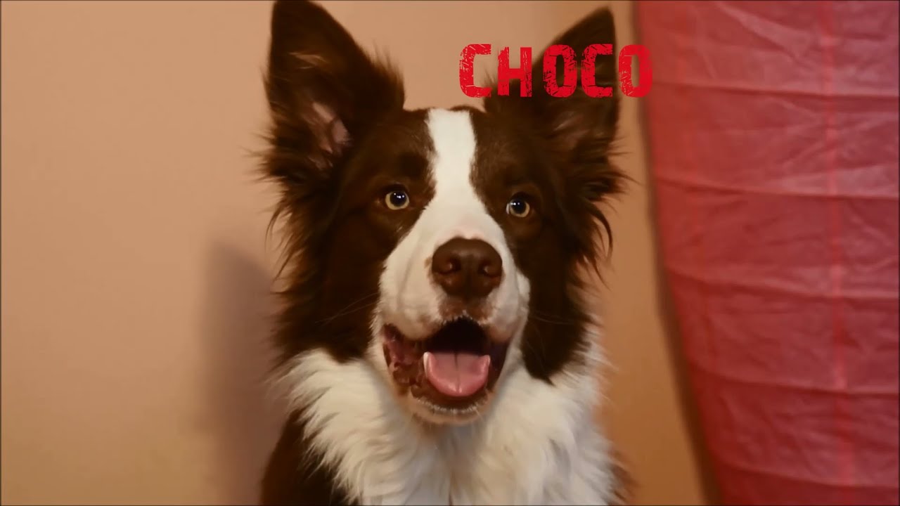 Choco - border collie 1 year