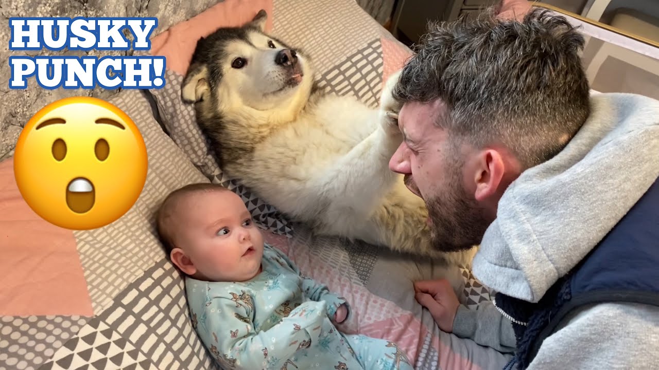 Husky Protects My Newborn Baby In The Funniest Way Ever!!! [CANNOT BELIEVE THIS HAPPENED!!!]