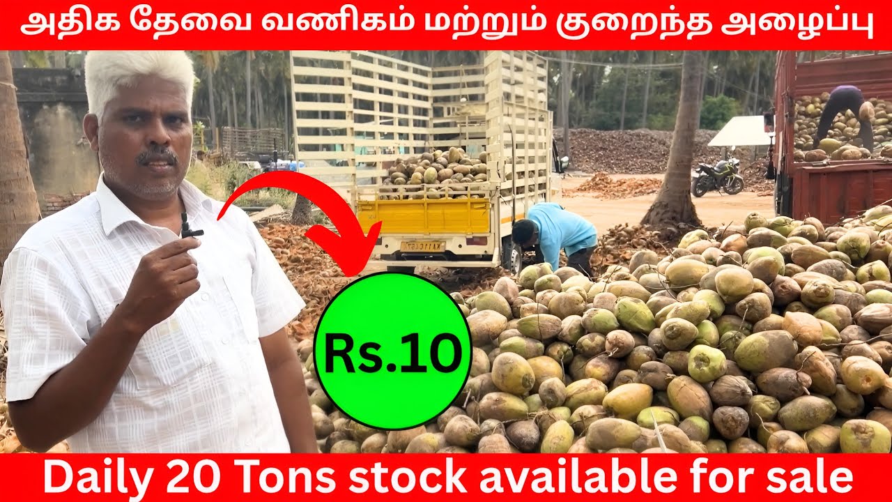 Coconut wholesale market in tamilnadu | coconut business ideas in tamil