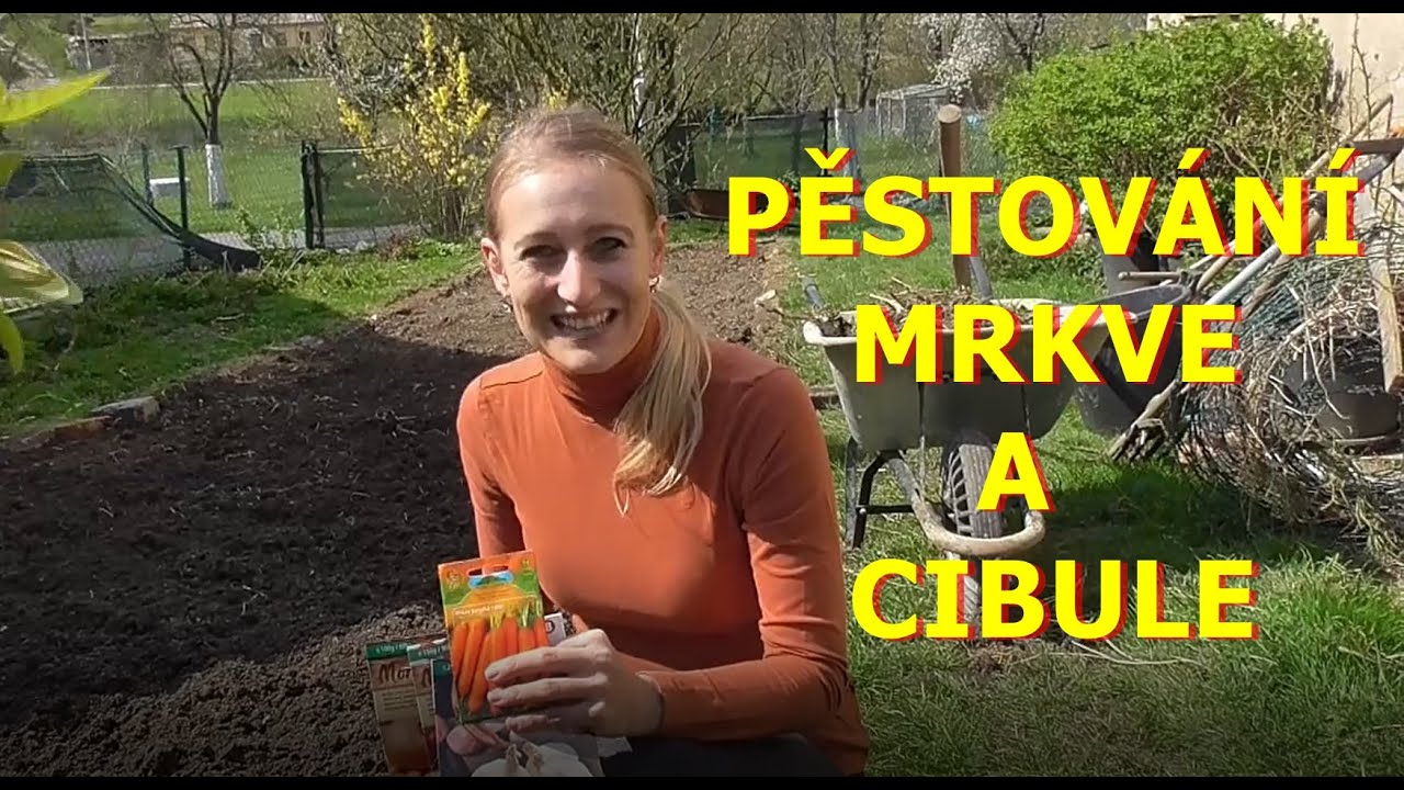 VÝSEV MRKVE A VÝSADBA CIBULE: PROČ SÁZÍME DOHROMADY, JAK PŘIPRAVIT ZÁHON, KDY VYSAZUJEME/VYSÉVÁME
