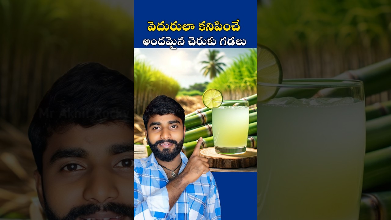 😳వెదురులా కనిపించే అందమైన చెరుకు గడలు ⚡Mr Akhil Rocky 