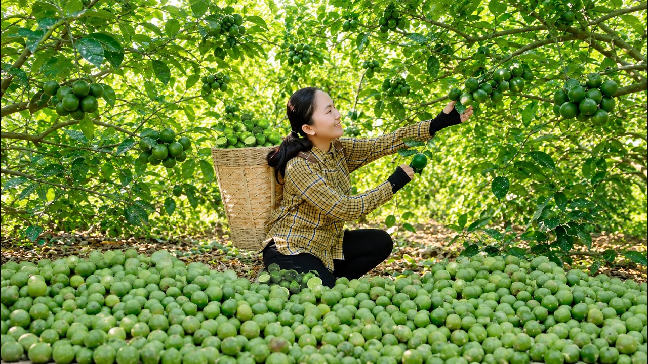 Harvesting Fresh Lemon From Garden 🍋 Going To Countryside Market To Sell Everything | Emma Dailylife