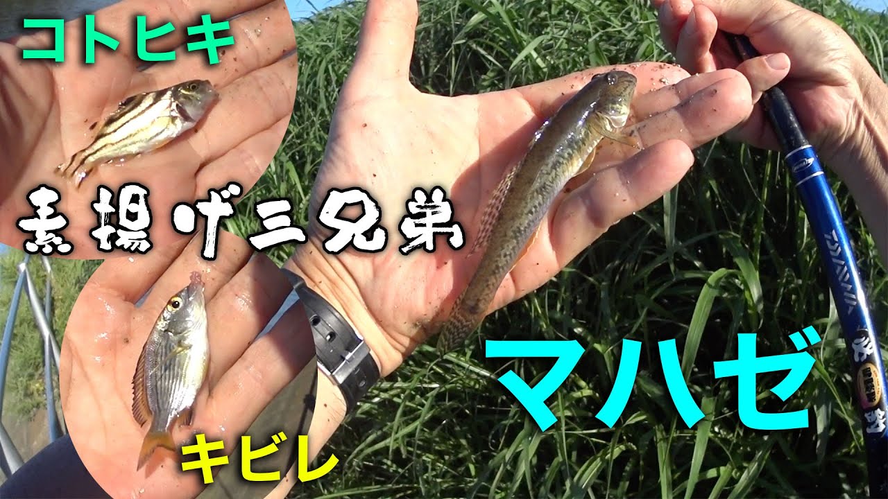 マハゼ釣り訓練２【マハゼキビレコトヒキの素揚げ】