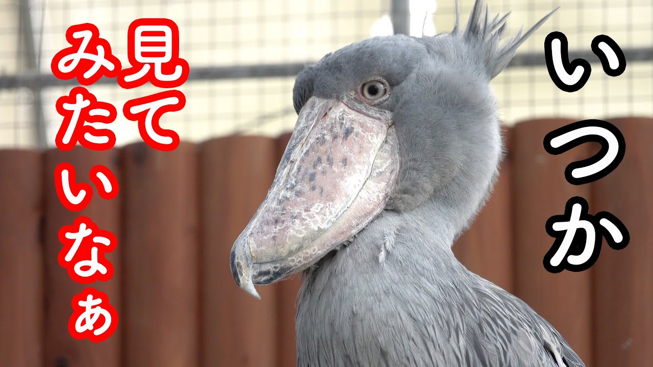 【ほぼ人間】見えないバードショーを聞くふたばちゃん。【春のふたば35】spring futaba35 Futaba,the Shoebill ハシビロコウふたば　掛川花鳥園  2023年4月