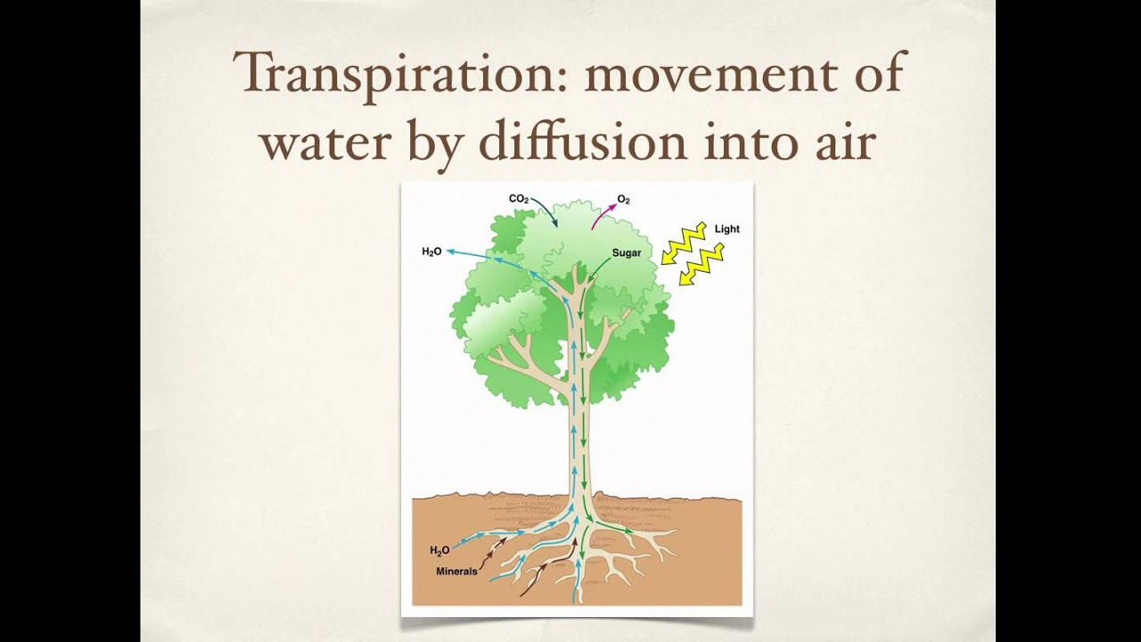 Mini Lecture Nutrient and water uptake in plants