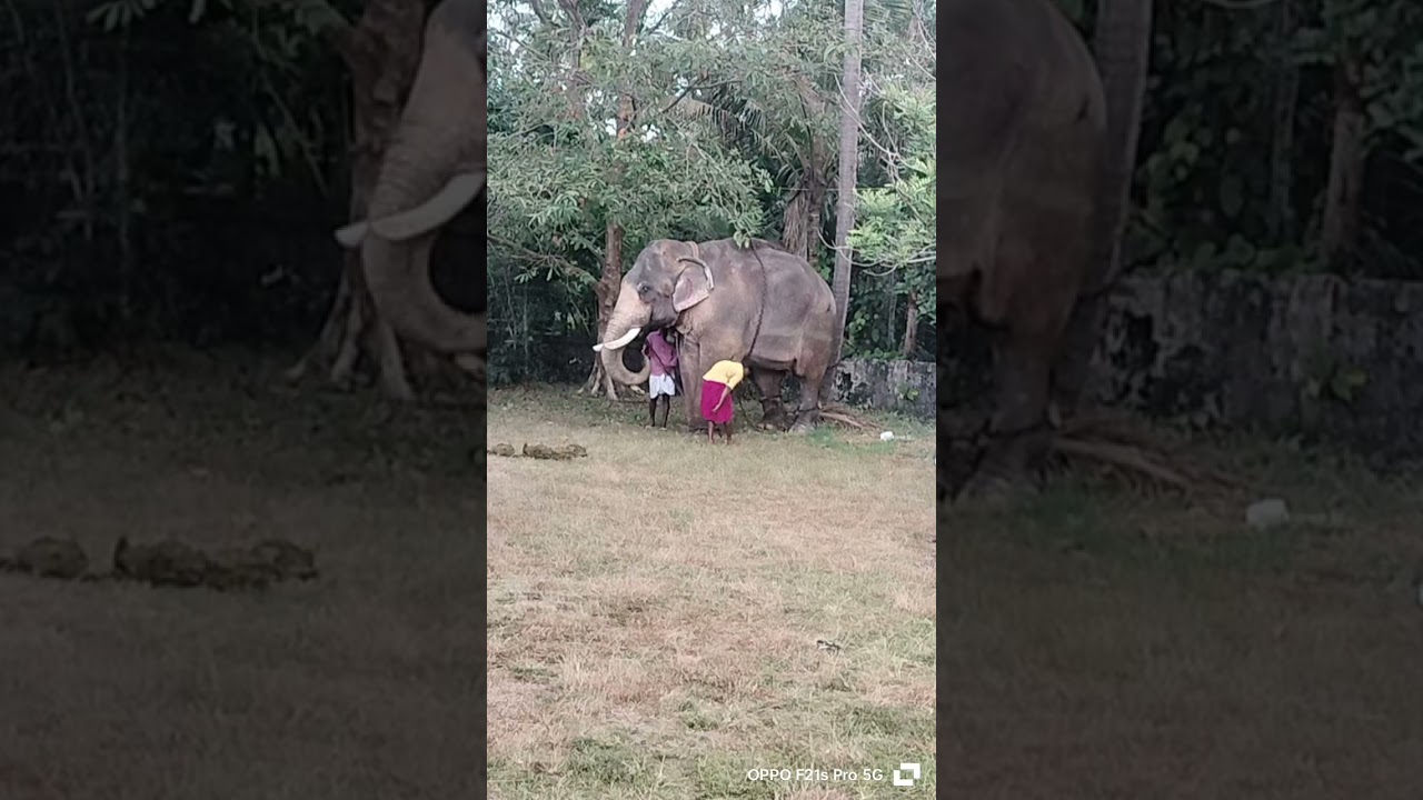മുൻകാലിലെ കൂട്ടികെട്ടിയ ചങ്ങല അഴിച്ച് മാറ്റി പുറകിലെ ചങ്ങല മാറ്റാൻ പാപ്പാൻ പോകുന്ന വീഡിയോ#subscribe
