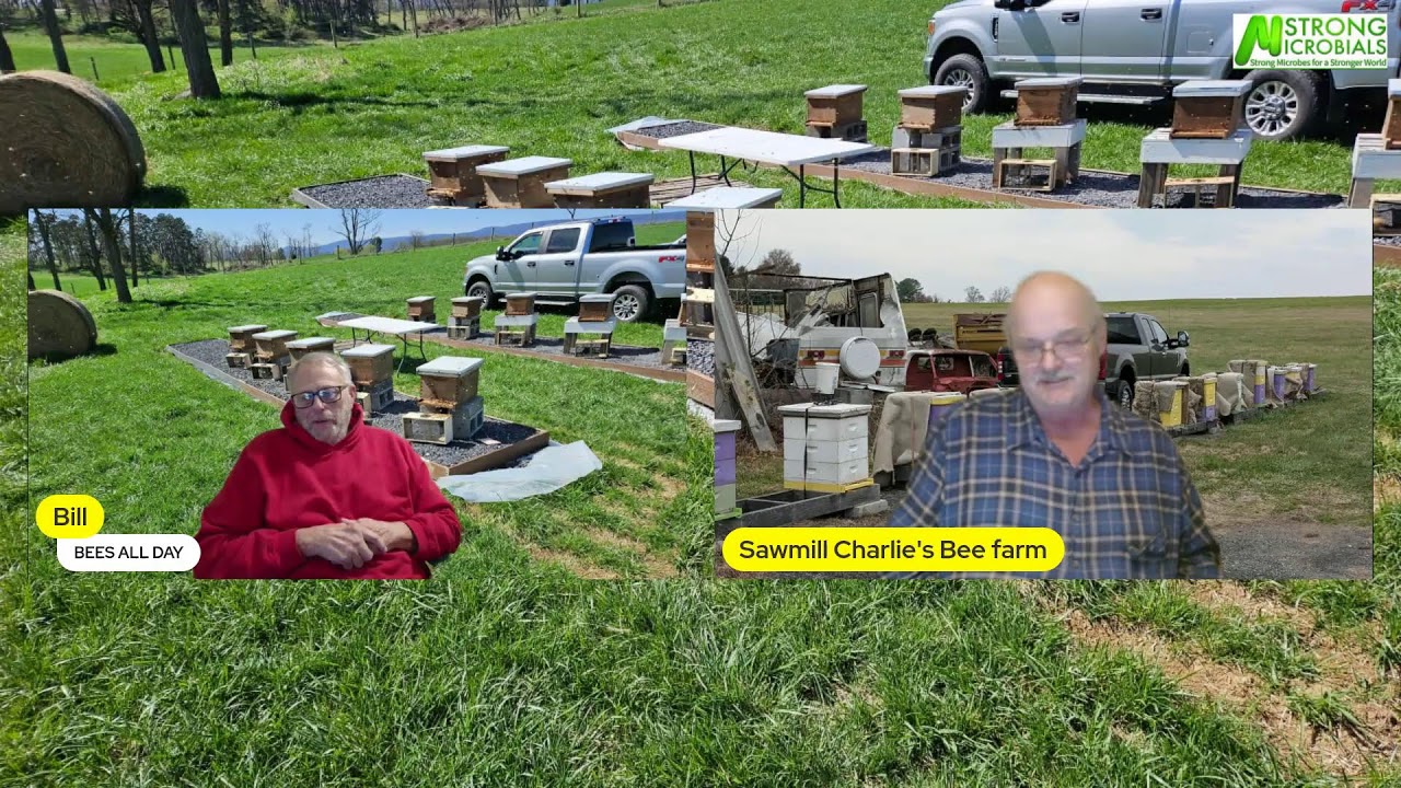 Bees All Day