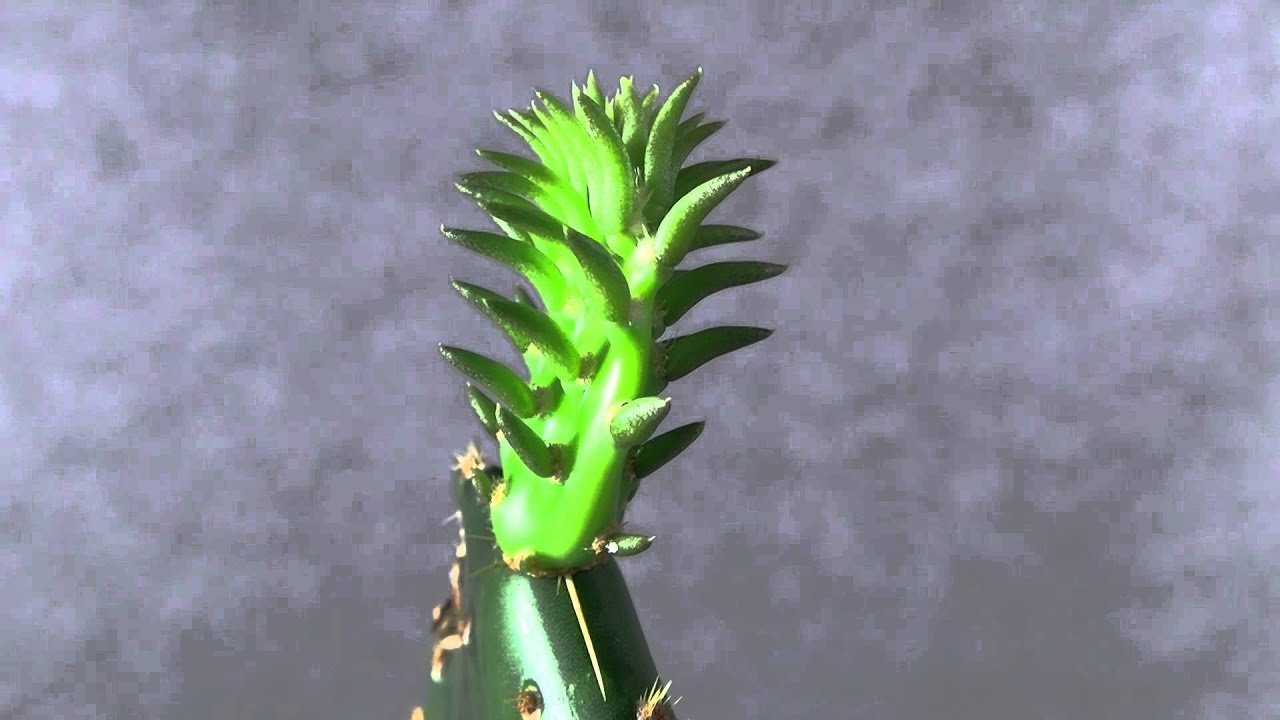 Prickly Pear Cactus (Opuntia ficus-indica) Time-lapse of new pad sprout.