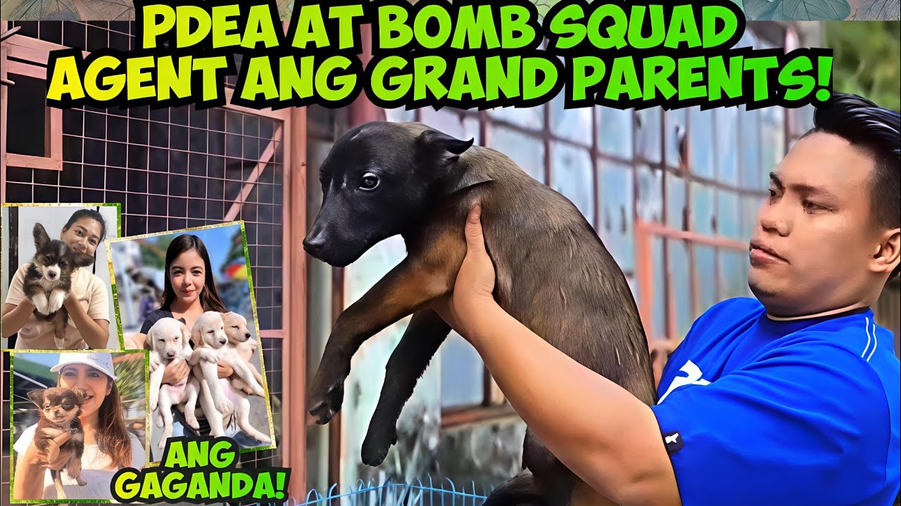 PINAGPAWISAN SA SOBRANG BIGAT AT LAKI NI HUSKY! KAYA MO BA KUNDISYO  BOCAUE PET MARKET! 3/06/26