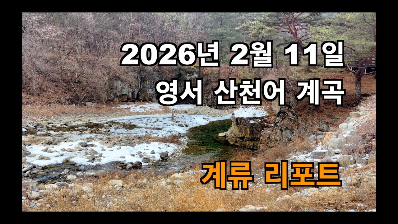 2026년 2월 11일 영월 산천어 계곡 계류리포트 | 영서 지역 계류 산천어 낚시 봄 시즌 시작은 언제?