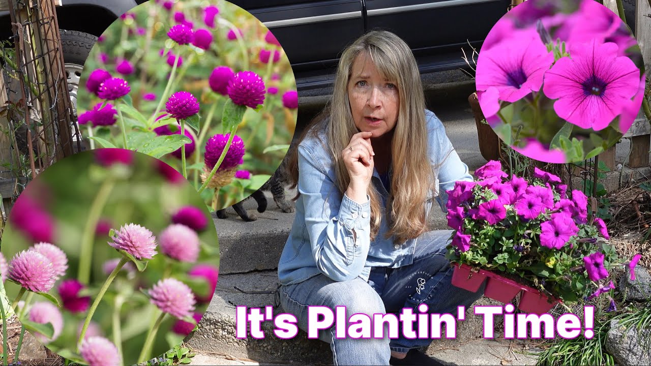 Rose Rescue, Planting Petunias and Gomphrena