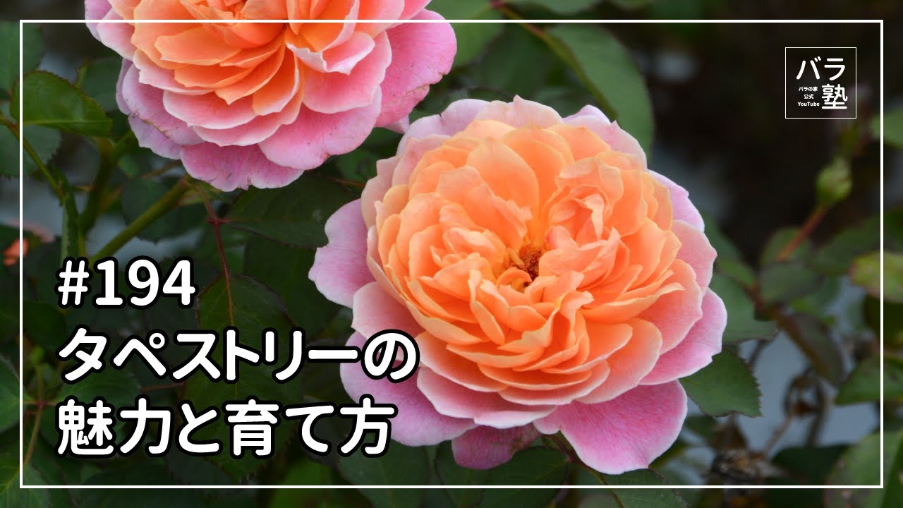 #194 タペストリーの魅力と育て方