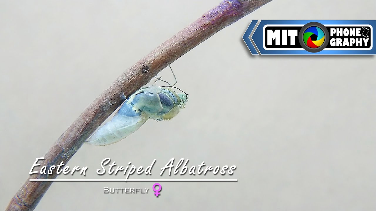 Female Appias olferna (Striped Albatross) | Caterpillar to Butterfly Transformation - Timelapse