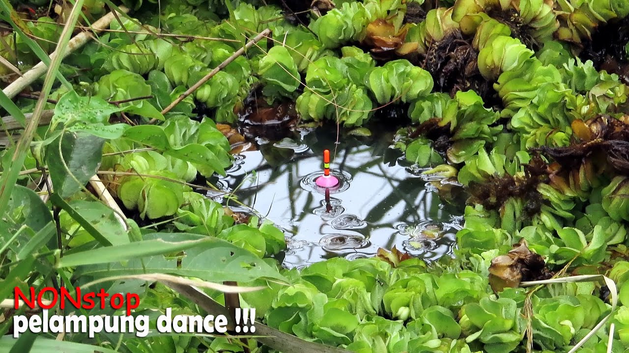 Spot ini sarangnya babon!! pemancing dapat banyak ikan betok besar #SG-98