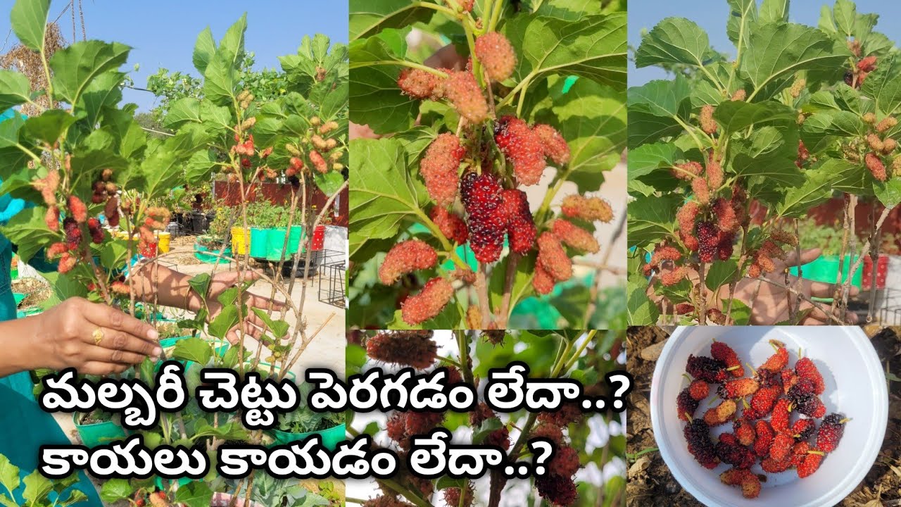 How to grow mulberry | mulberry plant growing tips | mulberry fruits @eetharamillalu