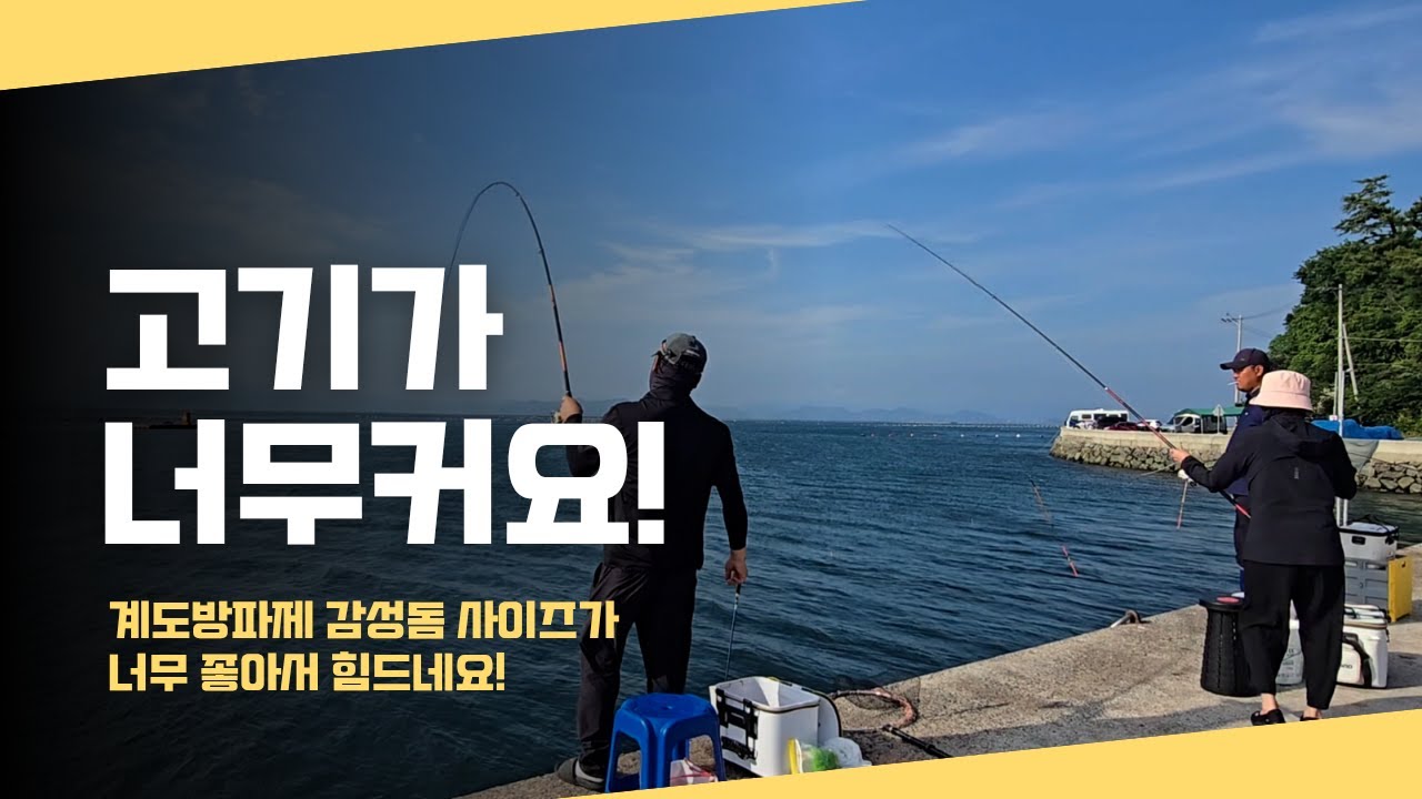 짬낚시에도 빠지고 터지는 가조도 감성돔 낚시