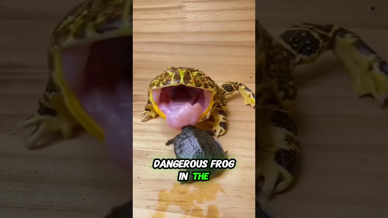 This Is The Most Dangerous Frog In The World